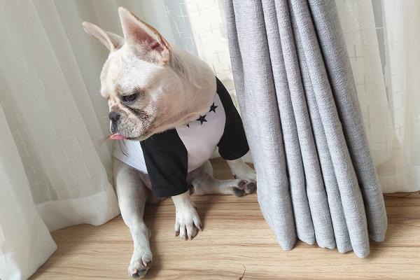 長不大的狗有哪些品種 女生適合養什么寵物狗