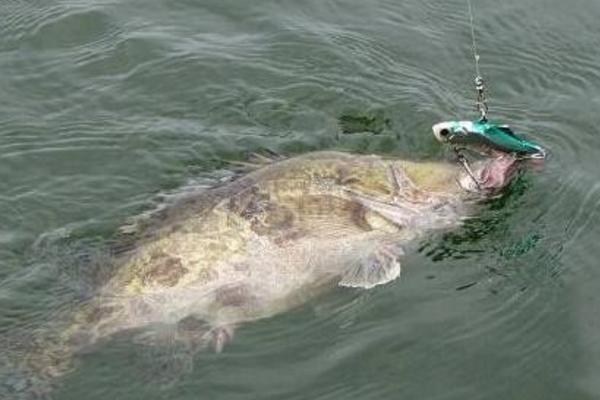 路亞鱖魚技巧 釣鱖魚技巧