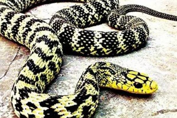 大王蛇有毒嗎 大王蛇最喜歡什么地方