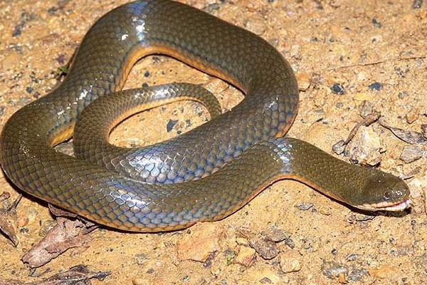 水蛇有毒嗎 水蛇能吃嗎 水蛇湯的做法