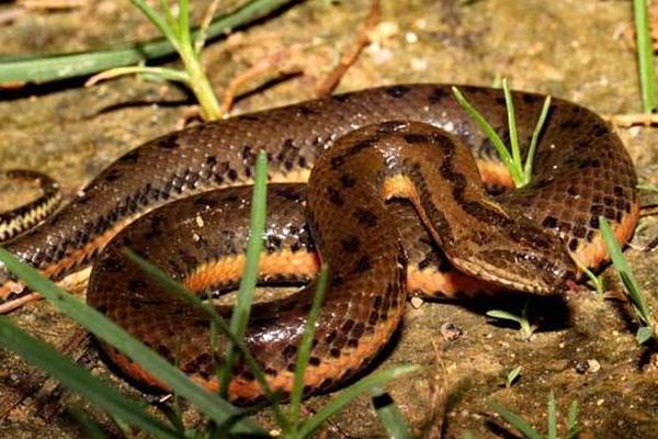 水蛇有毒嗎 水蛇能吃嗎 水蛇湯的做法