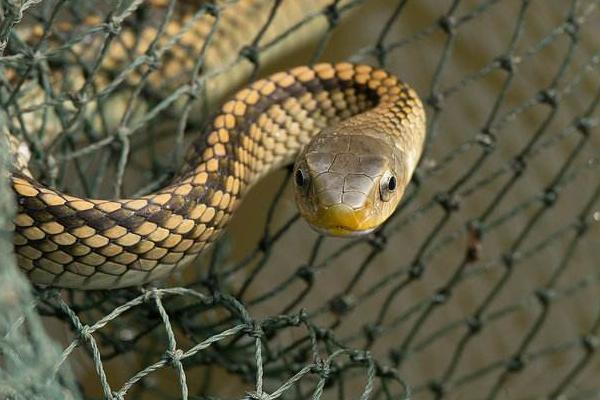 水蛇有毒嗎 水蛇能吃嗎 水蛇湯的做法