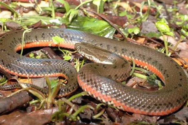 水蛇有毒嗎 水蛇能吃嗎 水蛇湯的做法