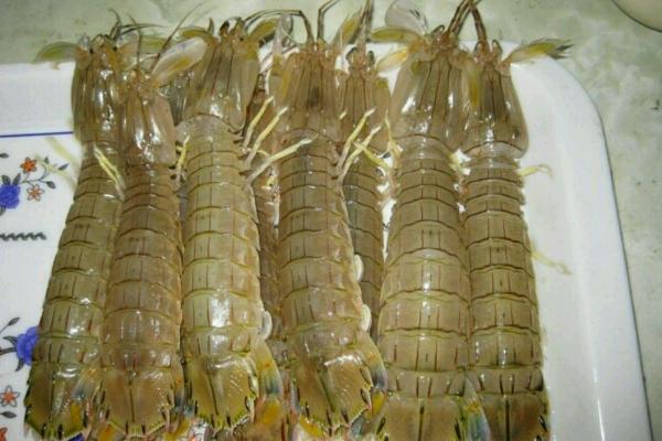 皮皮蝦什么時候最肥 皮皮蝦什么季節吃最好