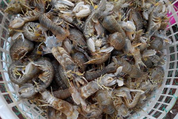 皮皮蝦什么時候最肥 皮皮蝦什么季節吃最好