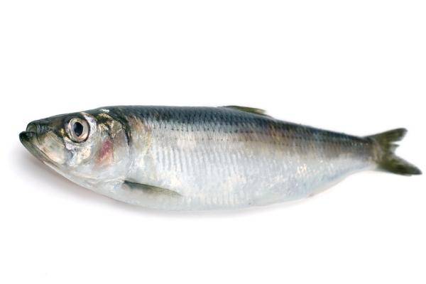 青魚怎么釣 玉米釣青魚絕招 釣青魚技巧