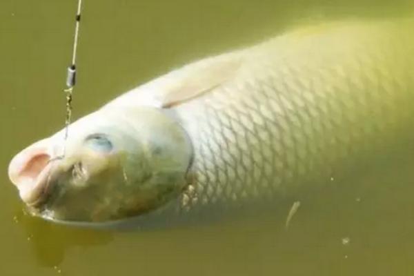 青魚怎么釣 玉米釣青魚絕招 釣青魚技巧