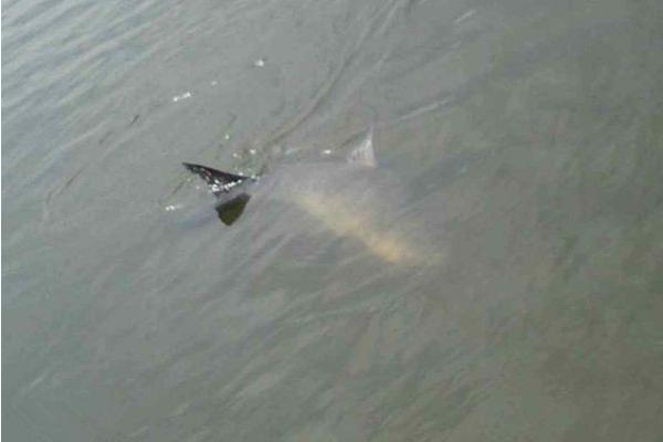 青魚怎么釣 玉米釣青魚絕招 釣青魚技巧