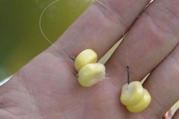 青魚怎么釣 玉米釣青魚絕招 釣青魚技巧