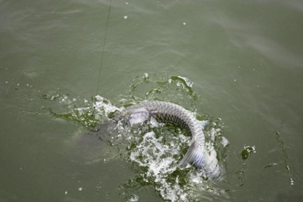 青魚怎么釣 玉米釣青魚絕招 釣青魚技巧