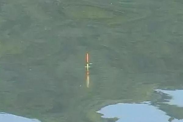 青魚怎么釣 玉米釣青魚絕招 釣青魚技巧