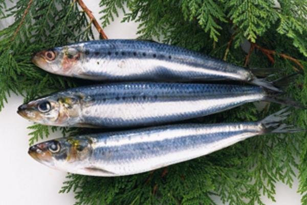 青魚是什么魚（又叫什么） 青魚怎么做好吃又簡單