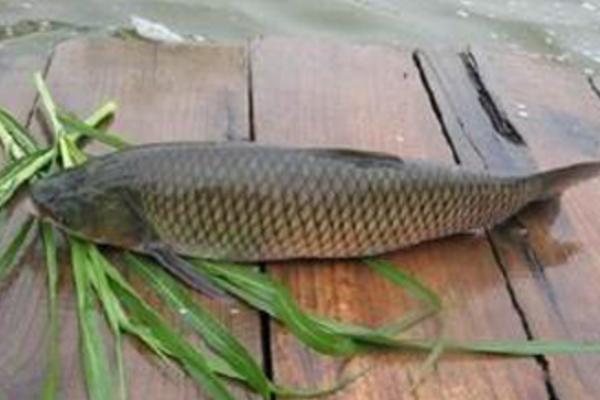 青魚是什么魚(又叫什么) 青魚怎么做好吃又簡單