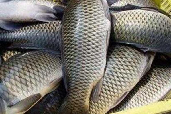 青魚是什么魚(又叫什么) 青魚怎么做好吃又簡單