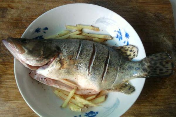 桂魚是什么魚 桂魚是海魚嗎 桂魚怎么殺