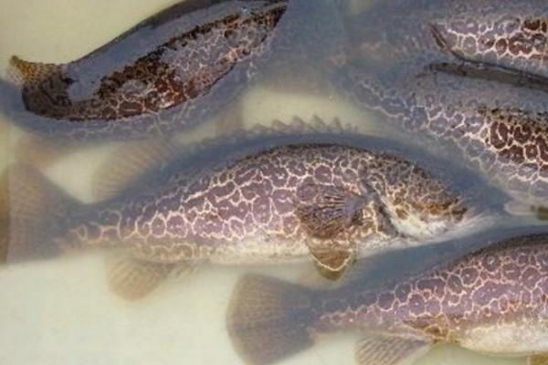 桂魚是什么魚 桂魚是海魚嗎 桂魚怎么殺