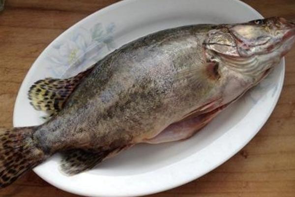 桂魚是什么魚 桂魚是海魚嗎 桂魚怎么殺
