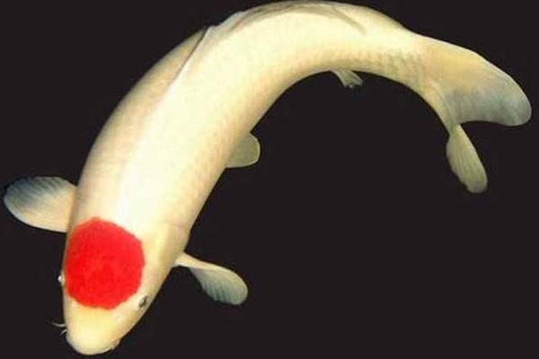 丹頂錦鯉市場(chǎng)價(jià)格多少錢一條 丹頂錦鯉的寓意