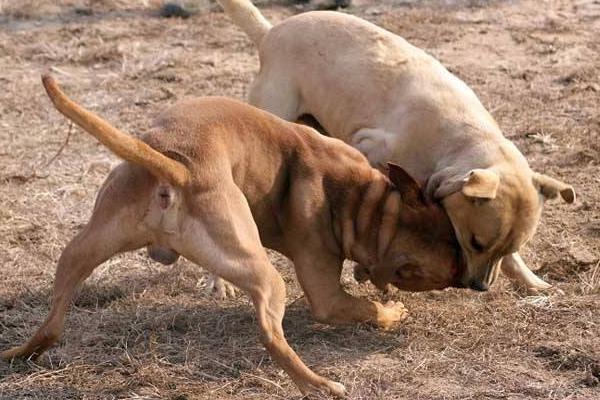 斗狗排名前十的狗是哪些 斗狗品種大全