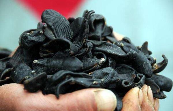干螞蟥市場價格多少錢一斤 螞蟥是什么東西