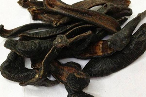 干螞蟥市場價格多少錢一斤 螞蟥是什么東西