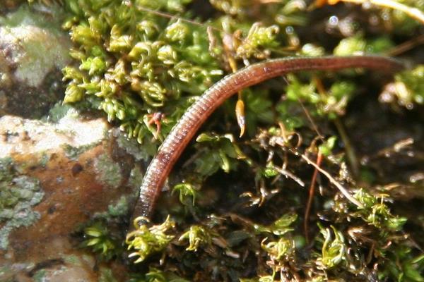 干螞蟥市場價格多少錢一斤 螞蟥是什么東西