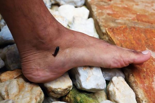 干螞蟥市場價格多少錢一斤 螞蟥是什么東西