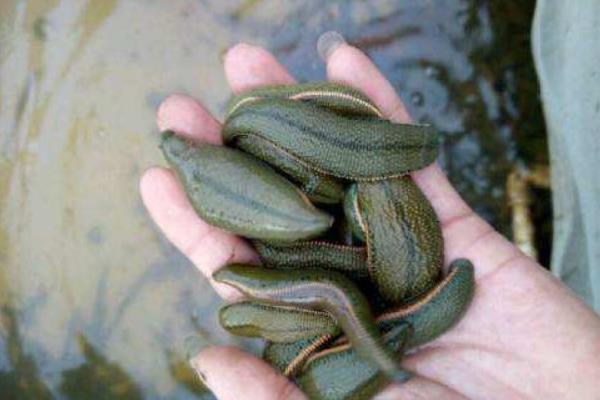 大螞蟥是什么 大螞蟥怎么吃