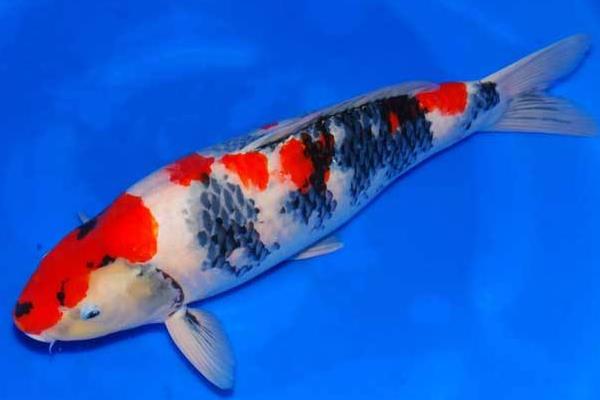 大正三色錦鯉市場價格多少錢一條 錦鯉大正和昭和的區別是什么