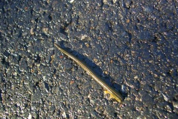 旱螞蝗和水螞蟥的區(qū)別是什么 家里有旱螞蝗怎么辦