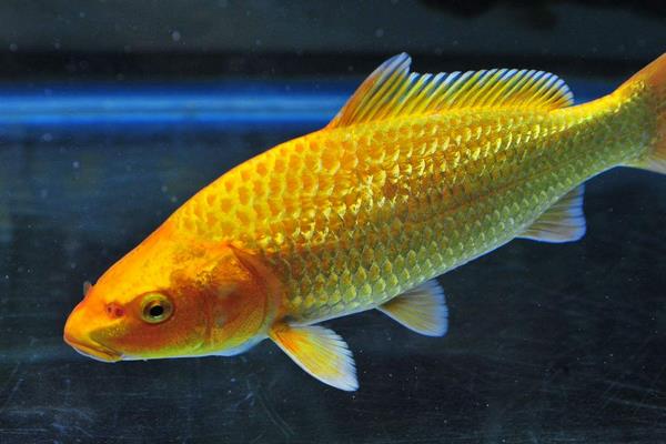 黃金錦鯉市場價格多少錢一條 黃金錦鯉為什么便宜