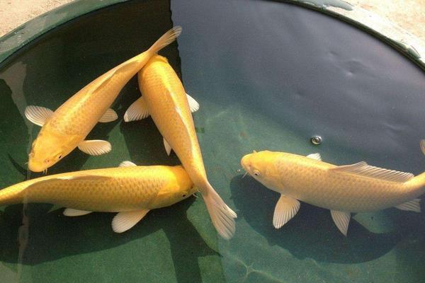黃金錦鯉為什么便宜 黃金錦鯉多少錢一條