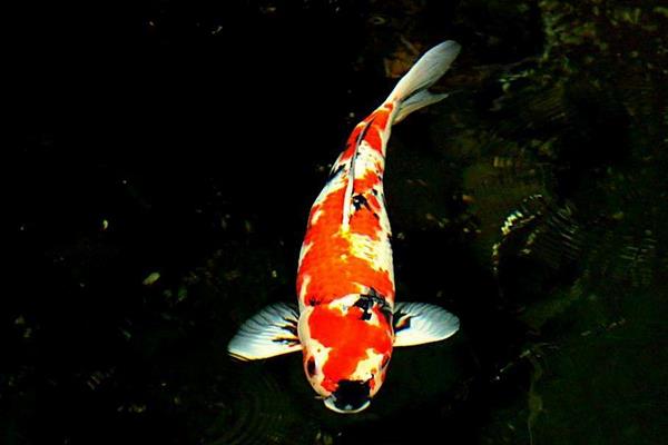 金魚和錦鯉能混養(yǎng)嗎 錦鯉什么顏色最招財