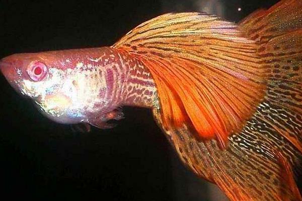 金魚和孔雀魚能混養(yǎng)嗎 孔雀魚仔多久能和大魚放一起