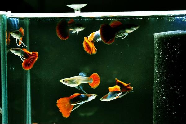 金魚和孔雀魚能混養嗎 孔雀魚仔多久能和大魚放一起