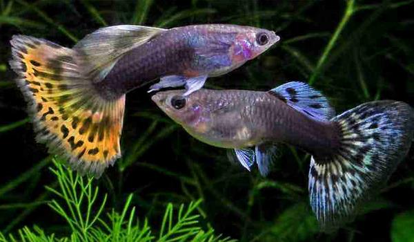 金魚和孔雀魚能混養嗎 孔雀魚仔多久能和大魚放一起