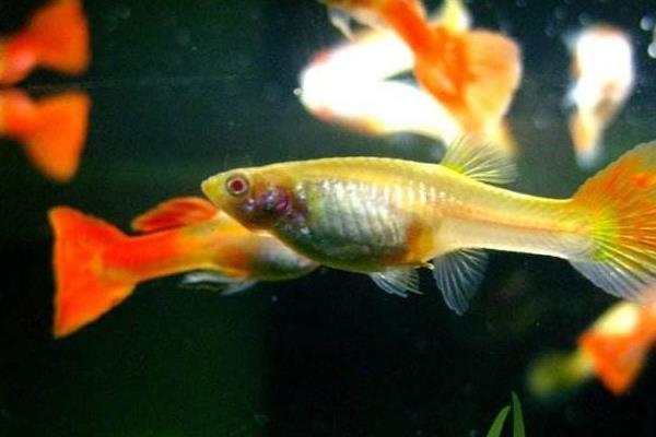 金魚和孔雀魚能混養嗎 孔雀魚仔多久能和大魚放一起