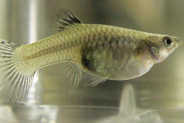 金魚和孔雀魚能混養嗎 孔雀魚仔多久能和大魚放一起