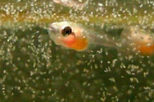 金魚和孔雀魚能混養嗎 孔雀魚仔多久能和大魚放一起