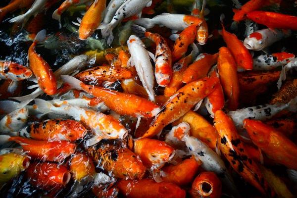 錦鯉科學養殖技術 錦鯉常見魚病鑒別與防治