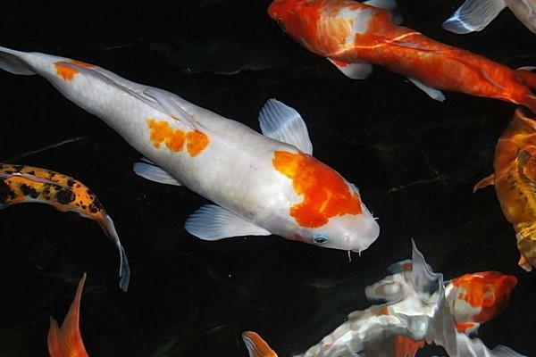 錦鯉立鱗病能自愈嗎 怎么判斷錦鯉懷孕了