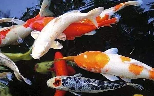錦鯉身上潰爛能自愈嗎 養(yǎng)錦鯉的注意事項