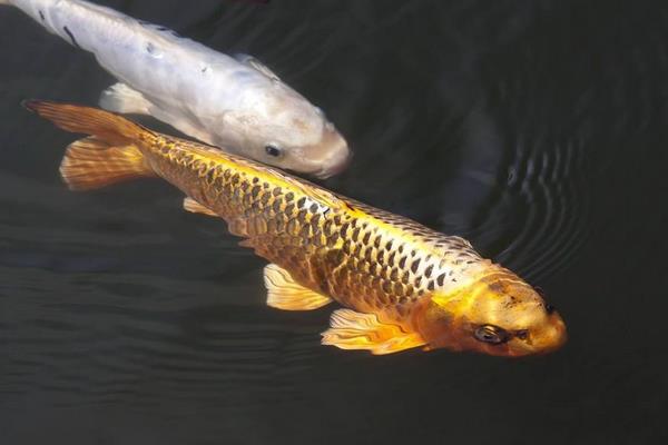 黃金錦鯉能長多大 怎么鑒別黃金錦鯉