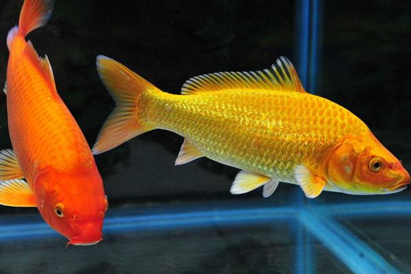 黃金錦鯉能長多大 怎么鑒別黃金錦鯉