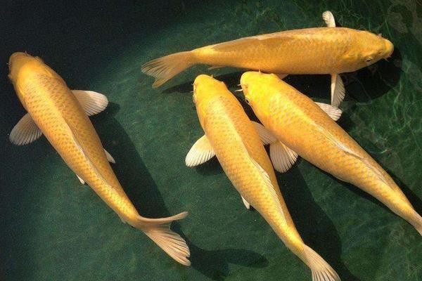 黃金錦鯉能長多大 怎么鑒別黃金錦鯉
