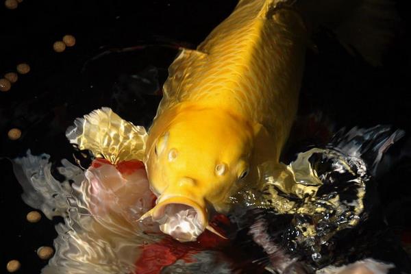 黃金錦鯉能長多大 怎么鑒別黃金錦鯉