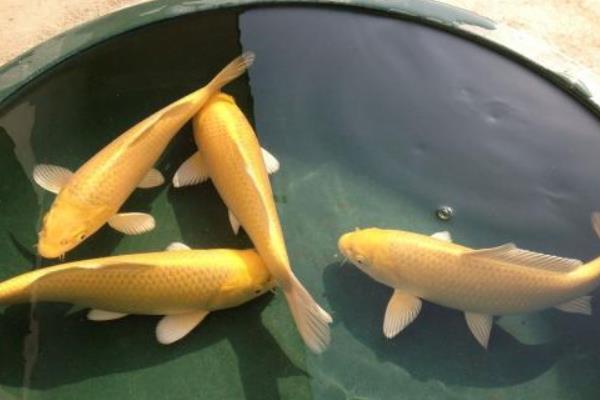 黃金錦鯉能長多大 怎么鑒別黃金錦鯉