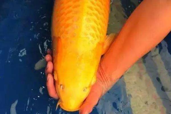 黃金錦鯉能長多大 怎么鑒別黃金錦鯉