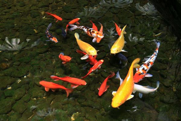 錦鯉壽命有多長時間 錦鯉怎么養(yǎng)長得快