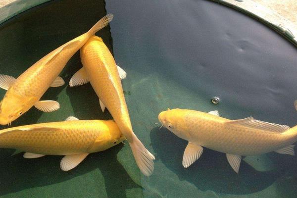 錦鯉身上長白膜怎么辦 錦鯉沉底不游怎么治療